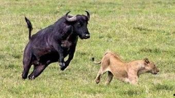 国产大片b站水牛影视,国产大片在B站的崛起之路